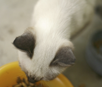 猫和狗的甲状旁腺功能亢进怎么办？